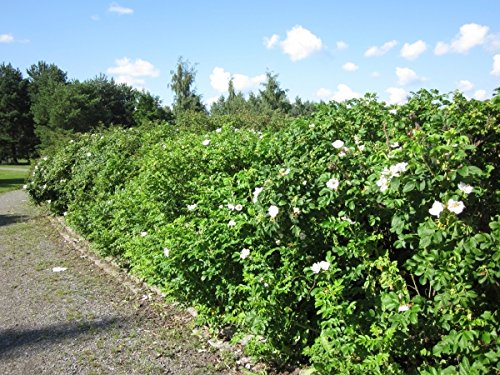 Wildrosenhecke - Weiße Apfelrosen im 5er Paket Größe 40-60 cm von Müller Münchehof GmbH