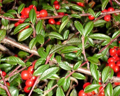5x Bodendecker, Cotoneaster dammeri 5x Bodendecker, Cotoneaster dammeri von Mueller Muenchehof Pflanzen GmbH