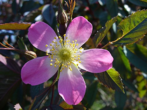 Blaue Hecht-Rose im Topf/Container 40-60 cm von Mueller Muenchehof Pflanzen GmbH