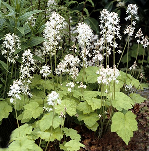 Bodendecker, 5x Schaumblüte von Mueller Muenchehof Pflanzen GmbH