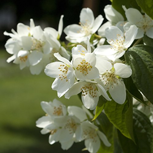 Duft-Jasmin im Container 100-150 cm Duft-Jasmin im Container 100-150 cm von Mueller Muenchehof Pflanzen GmbH