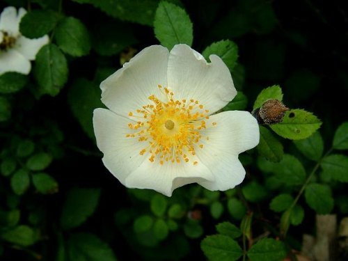 Feld-Rose im Topf/Container 40 - 60 cm von Mueller Muenchehof Pflanzen GmbH