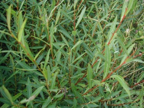 Heckenweide (Salix) im Container 60 - 80 cm von Mueller Muenchehof Pflanzen GmbH