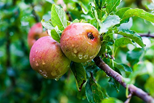 Wildapfel im Topf/Container 40-60 cm Wildapfel im Topf/Container 40-60 cm von Mueller Muenchehof Pflanzen GmbH