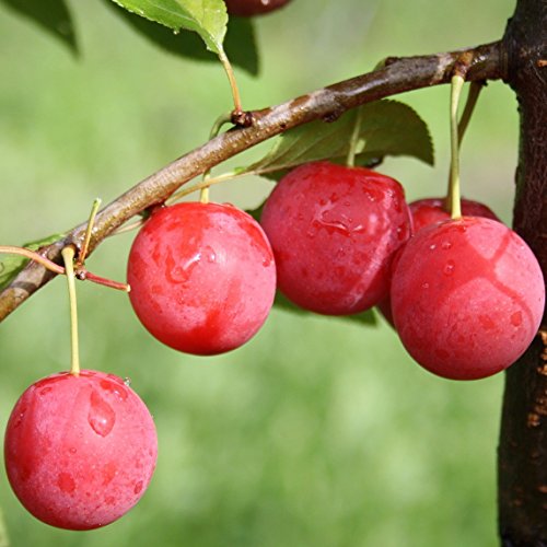 1a-plant Milanka (R) Bunte Kirschpflaume Buschbaum 110-140 cm 10 Liter Topf Unterlage: St. Julien A von Müllers Grüner Garten Shop