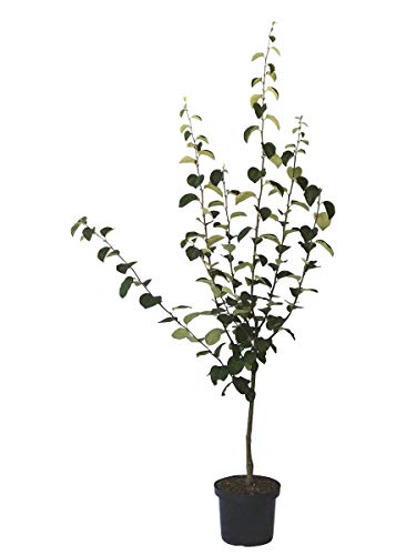 1a-plant Tafelquitte Ayva ® süße Shirin Quitte Quittenbaum Buschbaum 110-140 cm 7,5 Liter Topf Quitte A von Müllers Grüner Garten Shop