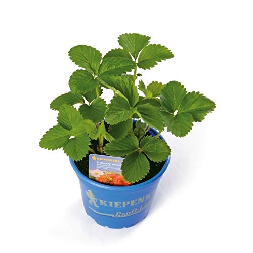 3er Set Immertragende Erdbeersorte Rosana im Topf von Müllers Grüner Garten Shop