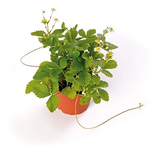 6er Set Walderdbeere Fontaine im Topf von Müllers Grüner Garten Shop