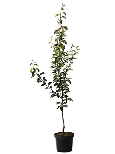 Abate Fetel Herbstbirne Birnenbaum Birne Buschbaum ca. 110-140 cm 7,5 Liter Topf Unterlage Quitte A von Müllers Grüner Garten Shop