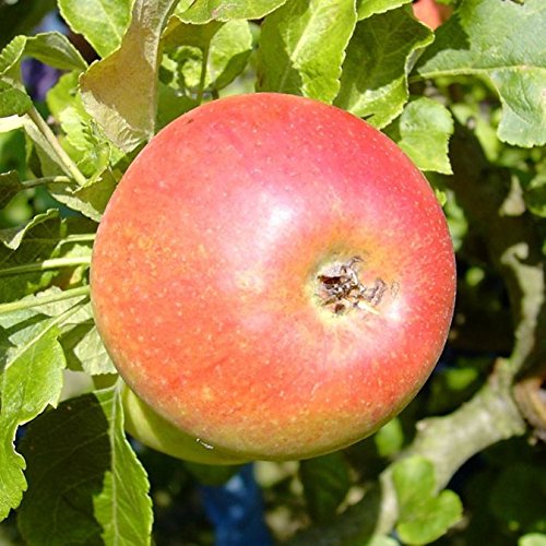 Apfelbaum Alkmene allergikergeeignet schwach wachsend Apfel Buschbaum 110-140 cm 10 Liter Topf M 26 von Müllers Grüner Garten Shop
