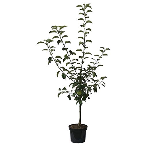 Apfelbaum Biesterfelder Renette zweijährig historisch Apfel Buschbaum 110-140 cm 10 Liter Topf M7 von Müllers Grüner Garten Shop