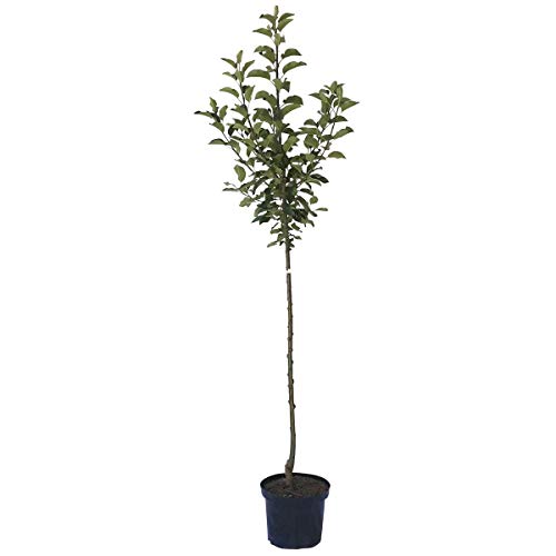 Apfelbaum Cox Orange Renette Winterapfel Apfel Halbstamm 150-170 cm 10 Liter Topf Unterlage M7 Apfelbaum Cox Orange Renette Winterapfel Apfel Halbstamm 150-170 cm 10 Liter Topf Unterlage M7 von Müllers Grüner Garten Shop