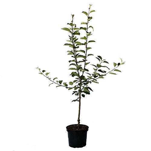 Apfelbaum Elstar schwachwachsender zweijähriger Apfel Buschbaum Balkonobst 110-140 cm 7,5 L Topf M9 von Müllers Grüner Garten Shop