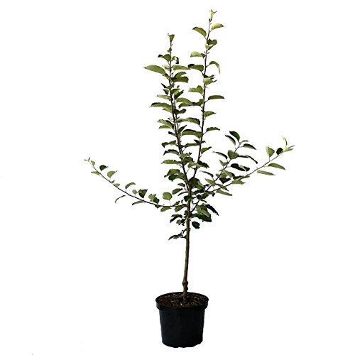 Apfelbaum Elstar zweijähriger kräftiger Obstbaum Buschbaum Apfel Malus 110-140 cm 10 Liter Topf M7 von Müllers Grüner Garten Shop