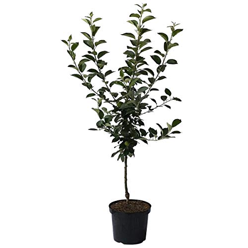 Apfelbaum Gloster vitaler Winterapfel Lagerapfel Buschbaum 110-140 cm im 10 Liter Topf Unterlage M7 Apfelbaum Gloster vitaler Winterapfel Lagerapfel Buschbaum 110-140 cm im 10 Liter Topf Unterlage M7 von Müllers Grüner Garten Shop