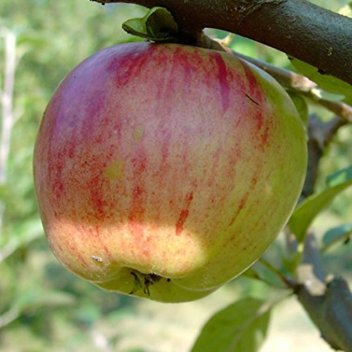 Apfelbaum Gravensteiner aromatischer Frühherbstapfel Halbstamm 150-170 cm Veredelungsunterlage MM111 Apfelbaum Gravensteiner aromatischer Frühherbstapfel Halbstamm 150-170 cm Veredelungsunterlage MM111 von Müllers Grüner Garten Shop