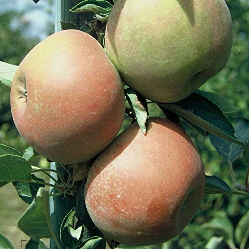 Apfelbaum Holsteiner Cox Herbstapfel Backapfel Apfel Zwergbaum ca. 110-140 cm 7,5 L Topfballen M26 von Müllers Grüner Garten Shop