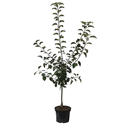 Apfelbaum Ingrid Marie Herbstapfel Weihnachtsapfel Buschbaum 110-140 cm 7,5 Liter Topf Unterlage M9 von Müllers Grüner Garten Shop