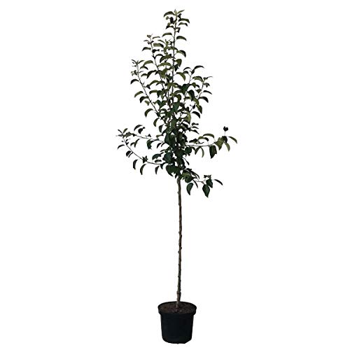 Apfelbaum Ingrid Marie roter Herbstapfel Weihnachtsapfel Halbstamm 150-170 cm 10 L Topf Unterlage M7 von Müllers Grüner Garten Shop