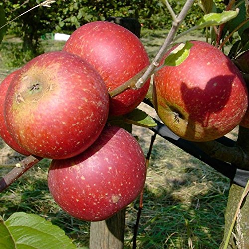 Apfelbaum Ingrid Marie roter Herbstapfel einjährig Buschbaum 5 Liter Topf schwachwachsend M9 Apfelbaum Ingrid Marie roter Herbstapfel einjährig Buschbaum 5 Liter Topf schwachwachsend M9 von Müllers Grüner Garten Shop