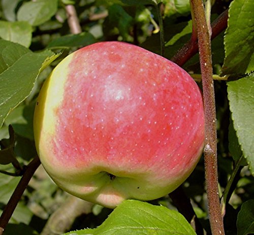 Apfelbaum Jakob Fischer Herbstapfel alte Sorte historisch Buschbaum 110-140 cm 10 Liter Topf MM111 von Müllers Grüner Garten Shop