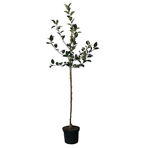 Apfelbaum Jakob Fischer historischer robuster Herbstapfel Halbstamm M7 ca. 150-170 cm im 10 Liter Topf Apfelbaum Jakob Fischer historischer robuster Herbstapfel Halbstamm M7 ca. 150-170 cm im 10 Liter Topf von Müllers Grüner Garten Shop