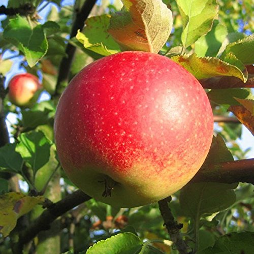 Apfelbaum Jonagold Winterapfel beliebter Tafelapfel Halbstamm ca. 150-170 cm Unterlage MM111 von Müllers Grüner Garten Shop