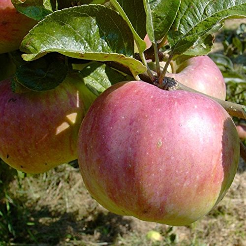 Apfelbaum Ontarioapfel robuster Winterapfel mit viel Vitamin C Busch ca.110-140 cm 9,5 L Topf M 26 von Müllers Grüner Garten Shop