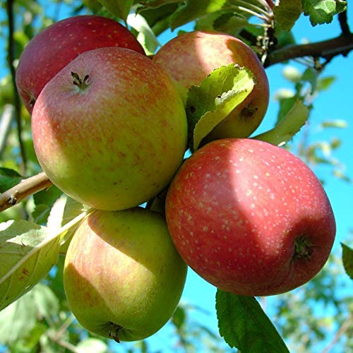 Apfelbaum Purpurroter Cousinot historische Apfelsorte 110-140 cm 10 Liter Topfballen von Müllers Grüner Garten Shop