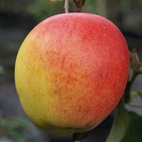Apfelbaum Rebella mehrfach resistenter Herbstapfel Buschbaum ca. 110-140 cm 9,5 Liter Topf M 26 Apfelbaum Rebella mehrfach resistenter Herbstapfel Buschbaum ca. 110-140 cm 9,5 Liter Topf M 26 von Müllers Grüner Garten Shop