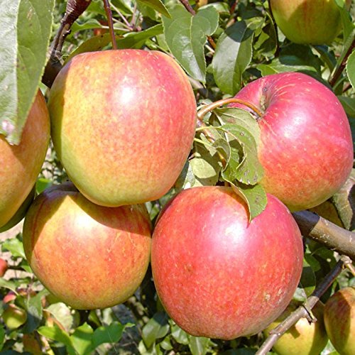 Apfelbaum Rewena Winterapfel mehrfach resistent robust Buschbaum ca 110-140 cm 9,5 Liter Topf MM 111 Apfelbaum Rewena Winterapfel mehrfach resistent robust Buschbaum ca 110-140 cm 9,5 Liter Topf MM 111 von Müllers Grüner Garten Shop