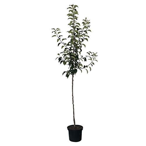 Apfelbaum Roter Boskoop Winterapfel Koch- und Backapfel Halbstamm 150-170 cm 10 L Topf Unterlage M7 von Müllers Grüner Garten Shop