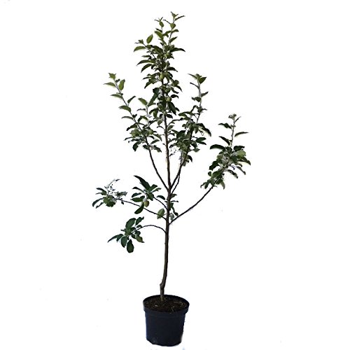 Apfelbaum Roter Jonathan, Winterapfel Buschbaum alte robuste Sorte 110-140 cm 10 L Topf Unterlage M7 Apfelbaum Roter Jonathan, Winterapfel Buschbaum alte robuste Sorte 110-140 cm 10 L Topf Unterlage M7 von Müllers Grüner Garten Shop