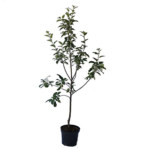 Apfelbaum Roter Jonathan, Winterapfel Buschbaum alte robuste Sorte 110-140 cm 10 L Topf Unterlage M7 von Müllers Grüner Garten Shop