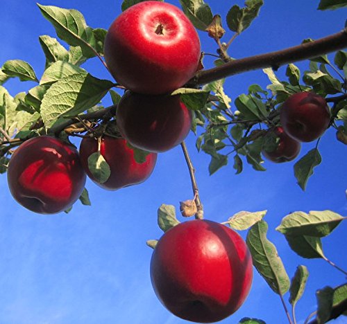 Apfelbaum Roter Jonathan Winterapfel Lagersorte Halbstamm 150-170 cm 10 L Topf Unterlage M7 von Müllers Grüner Garten Shop