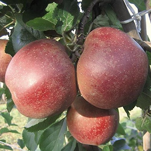Apfelbaum Rubinette Rosso Herbstapfel Halbstamm aromatisch ca.150-170 cm Veredelungsunterlage MM111 von Müllers Grüner Garten Shop