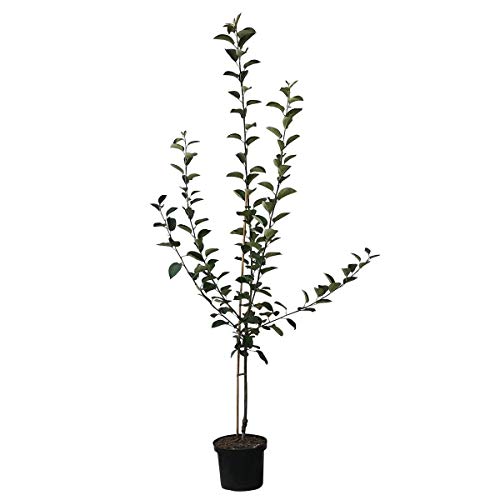 Apfelbaum Rubinola (S) schorfresistenter Herbstapfel angenehmes Aroma ca. 110-140 cm 9,5 L Topf M 26 von Müllers Grüner Garten Shop