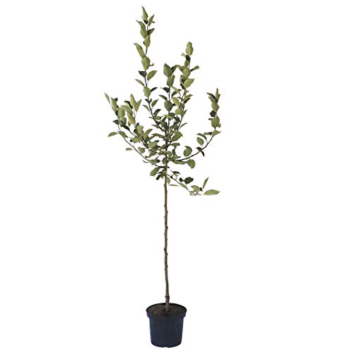 Apfelbaum Weißer Klarapfel frühester Sommerapfel Roggenapfel Halbstamm 150-170 cm 10 Liter Topf M7 Apfelbaum Weißer Klarapfel frühester Sommerapfel Roggenapfel Halbstamm 150-170 cm 10 Liter Topf M7 von Müllers Grüner Garten Shop