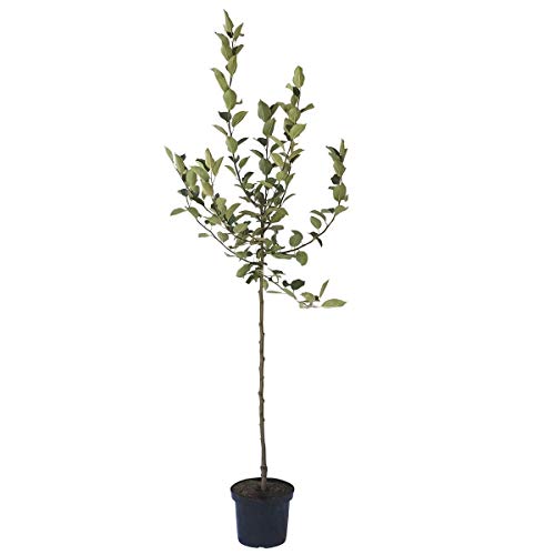 Apfelbaum Weißer Klarapfel frühester Sommerapfel Roggenapfel Halbstamm 150-170 cm 10 Liter Topf M7 von Müllers Grüner Garten Shop