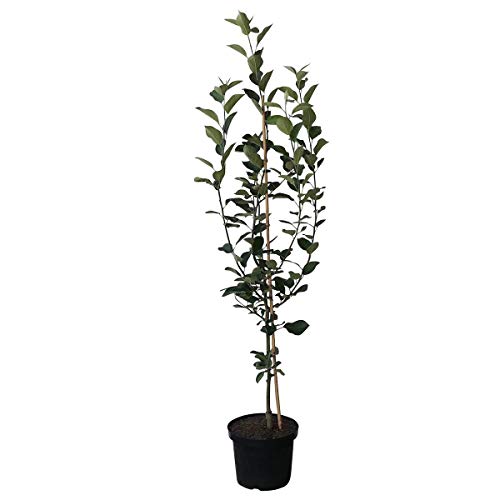 Apfelbaum Zabergäu Renette Winterapfel Buschbaum mürbe säuerlich 110-140 cm 10 L Topf Unterlage M7 von Müllers Grüner Garten Shop