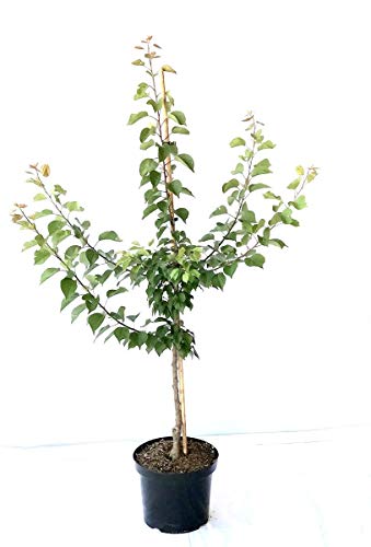 Aprikosenbaum Bhart Orangenaprikose große Aprikose Buschbaum 110-140 cm 10 Liter Topf St. Julien A von Müllers Grüner Garten Shop