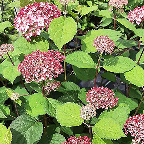 Ballhortensie Pink Annabelle® kräftig rosa - pinkfarbene Ballblüten im Sommer 5 Liter Topfballen von Müllers Grüner Garten Shop