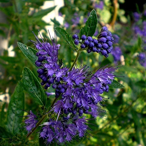 Bartblume Kew Blue Caryopteris dunkelblaue Blüten im Spätsommer Bienenweide ca. 40-60 cm Zierstrauch 3 Liter Topf Bartblume Kew Blue Caryopteris dunkelblaue Blüten im Spätsommer Bienenweide ca. 40-60 cm Zierstrauch 3 Liter Topf von Müllers Grüner Garten Shop