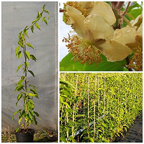 Bayernkiwi männliche Befruchterpflanze Actinidia arguta 60-100 cm 3 L Topfballen Bayernkiwi männliche Befruchterpflanze Actinidia arguta 60-100 cm 3 L Topfballen von Müllers Grüner Garten Shop