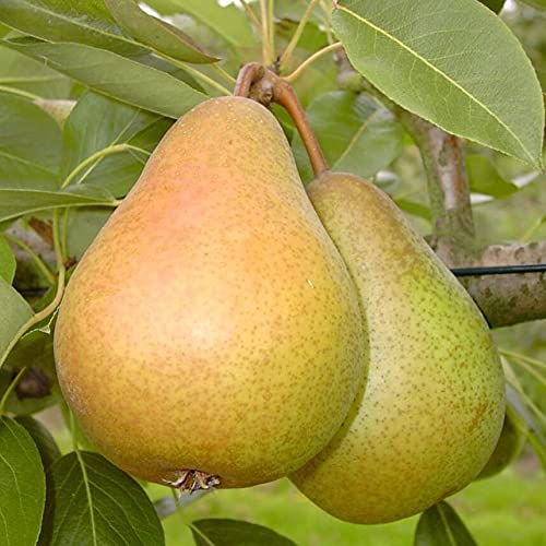 Birnenbaum Gellerts Butterbirne Birne kräftiger Buschbaum 110-140 cm im 10 Liter Topf Unterlage Quitte A von Müllers Grüner Garten Shop