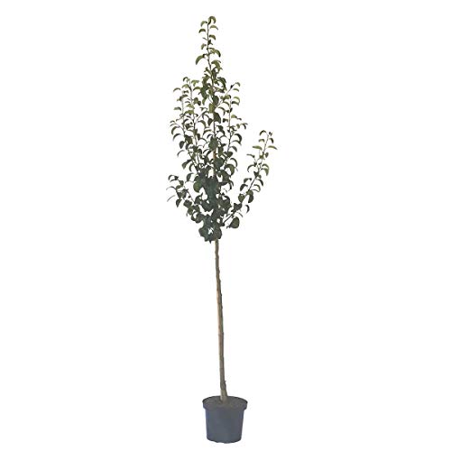 Birnenbaum Gellerts Butterbirne Herbstbirne saftig süß Halbstamm 150-170 cm 10 L Topf Unterlage Slg. von Müllers Grüner Garten Shop