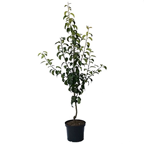 Birnenbaum Gellerts Butterbirne saftig süß Herbstbirne Buschbaum 110-140 cm 10 Liter Topf auf Quitte A von Müllers Grüner Garten Shop