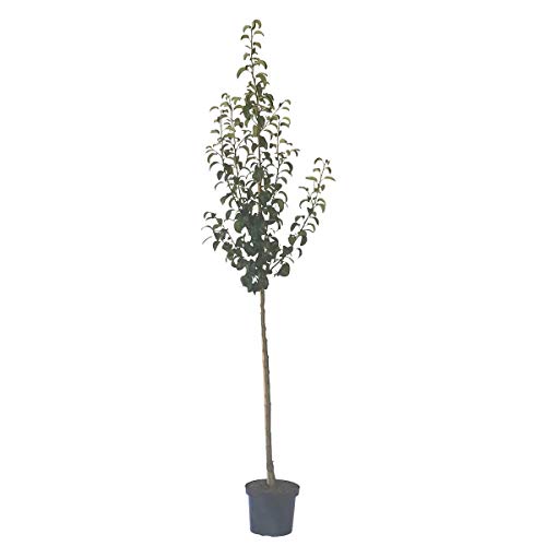 Birnenbaum Novemberbirne Birne Halbstamm 150-170 cm 10 Liter Topf Unterlage Sämling Birnenbaum Novemberbirne Birne Halbstamm 150-170 cm 10 Liter Topf Unterlage Sämling von Müllers Grüner Garten Shop