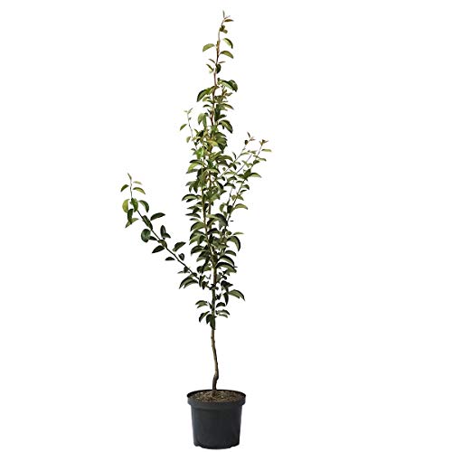 Birnenbaum Williams Christ Herbstbirne Tafelbirne Buschbaum 110-140 cm 7-10 Liter Topf Quitte A von Müllers Grüner Garten Shop