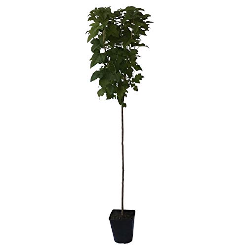 Black Diamond, schwarze mehltaufeste Johannisbeere, sehr große Beeren, Fußstamm ca. 50 cm groß, im 5 Liter Topf Black Diamond, schwarze mehltaufeste Johannisbeere, sehr große Beeren, Fußstamm ca. 50 cm groß, im 5 Liter Topf von Müllers Grüner Garten Shop